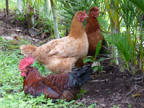 Un coq et 2 poules au Costa Rica