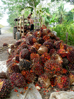 Ramassage du fruit des palmiers à huile - Costa Rica