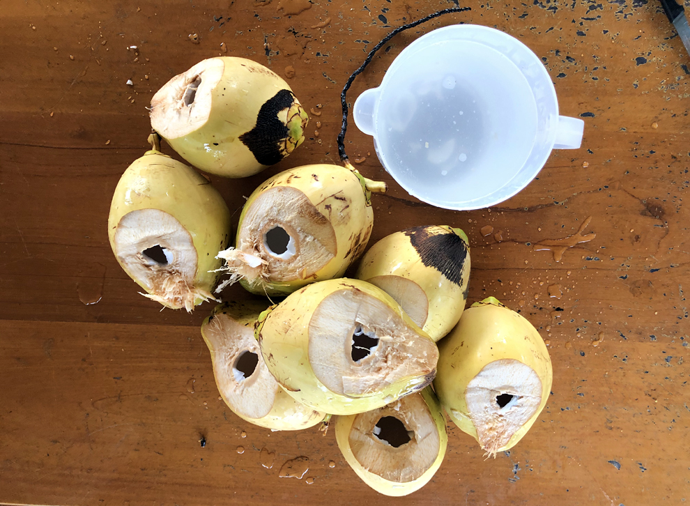 Finca - 8 noix de coco pour plus de 2 litres de jus !