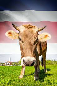 Vache et drapeau du Costa Rica