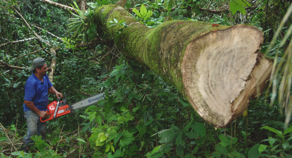 Costa Rica - L'arbre est tombé chez le voisin
