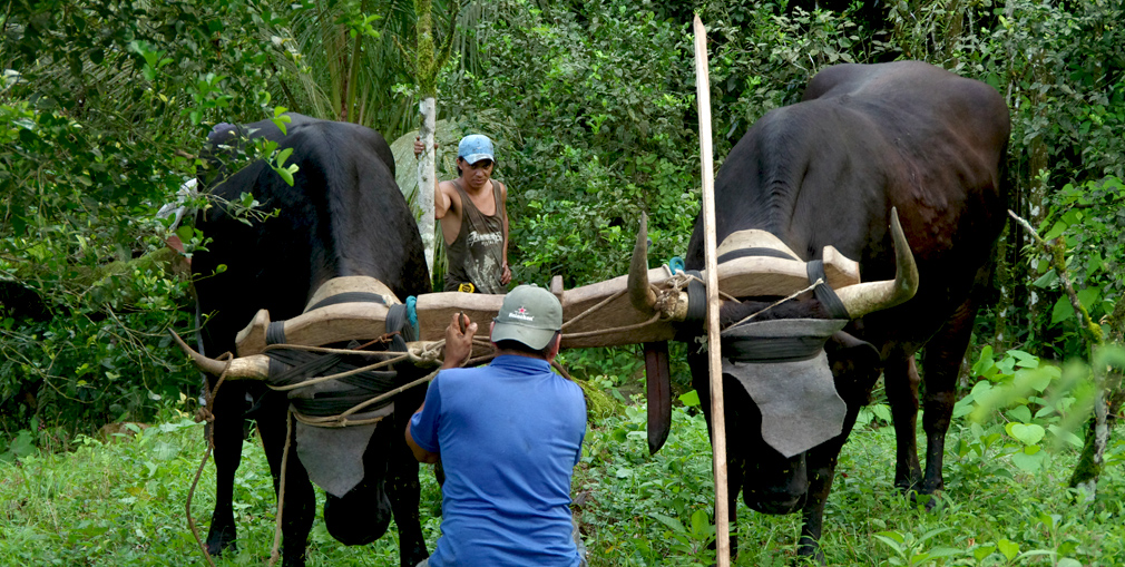 Préparation de l'attelage des boeufs, Costa Rica