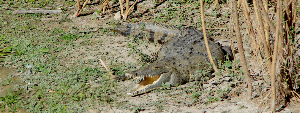 Costa Rica - Crocodile à Liberia / Guanacaste - 2