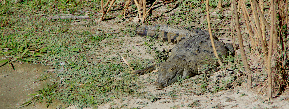 Costa Rica - Crocodile à Liberia / Guanacaste - 3