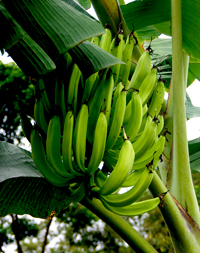 Costa Rica - Régime de bananes plantains