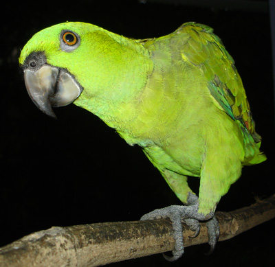 Fido, perroquet vert du Costa Rica - Amazone à tête jaune
