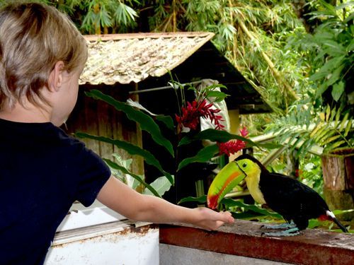 Anna nourrit le toucan, Colonia Blanca, Costa Rica