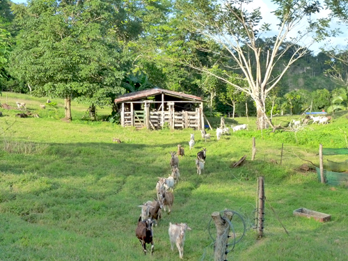 Troupeau de chèvres au Costa Rica