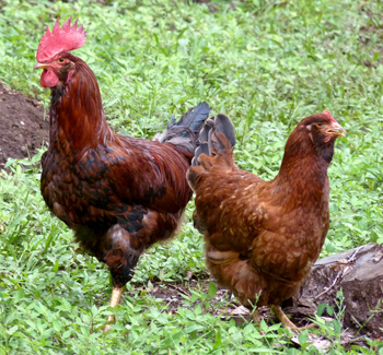 Le coq et 1 poule - Costa Rica