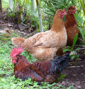 Le coq et 2 poules - Costa Rica