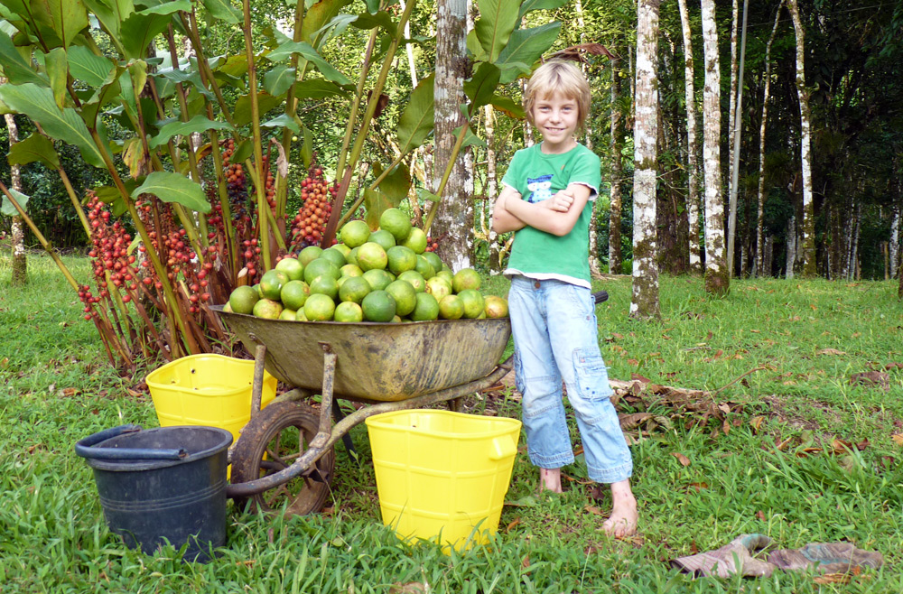 Costa Rica, cueillette d'oranges dans la finca