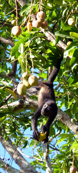 Petit singe hurleur du Costa Rica, les yeux plus gourmands que le ventre