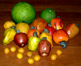 Récoltes de fruits sauvages au Costa Rica