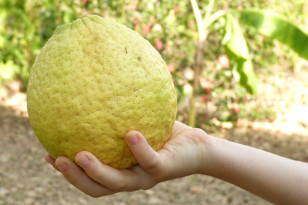 1 citrus de type limon lima dans la main d'Anna