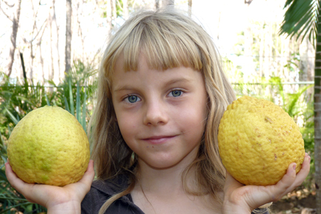 2 citrus de type limon lima dans les mains d'Anna