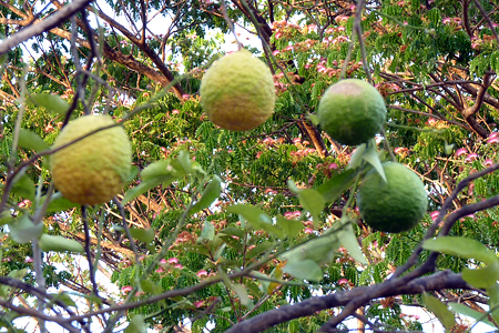 4 citrus type limon lima dans l'arbre, guanacaste en fleur en arrière-plan