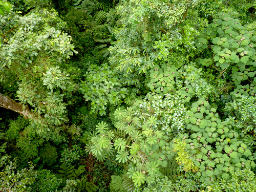 Canopée dans la Forêt de Nuages, Monteverde, Costa Rica