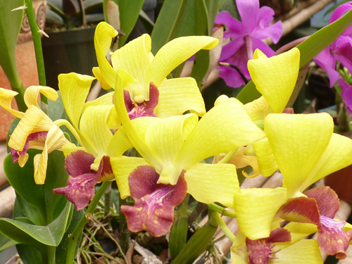 Le jardin des Orchidées, centre de Monteverde, Costa Rica