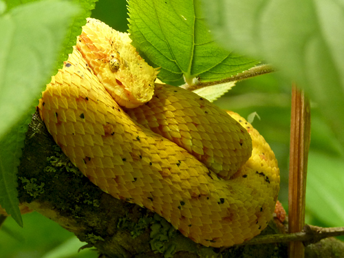 Le serpentarium, centre de Monteverde, Costa Rica