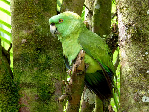 Perroquet d'une trentaine d'années, Colonia Blanca, Costa Rica