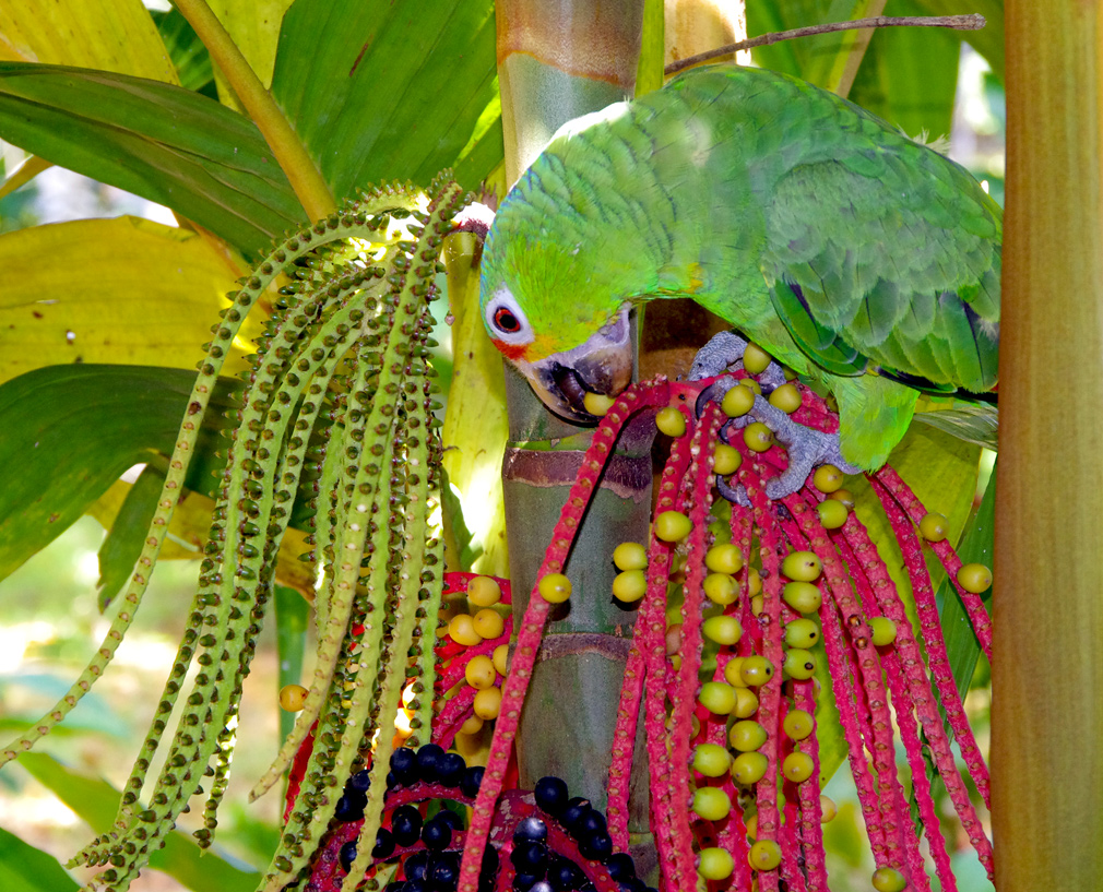 Costa Rica, perroquet vert, Toucan-Lodge, Bijagua le 13 mars 2014 - Vue 03
