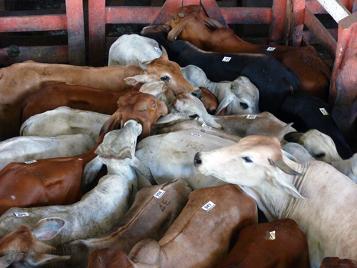 Vente aux enchères, vaches, chevaux, bétails, Upala, Alajuela, Costa Rica
