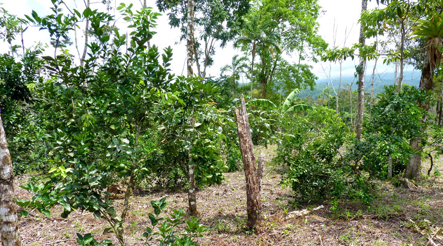 Verger dorangers, mandariniers, citronniers, cocotiers, bananiers, avocatiers, papayers, manguiers ... Costa Rica, Tenorio, Miravalles, Rio Celeste