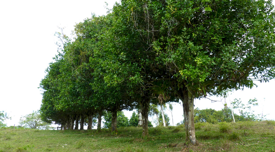 Plantation d'orangers, finca 46 hectares, volcan Tenorio, Costa Rica.