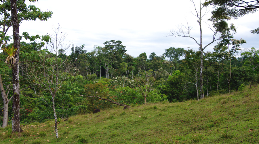Autre vue de la finca, Bijagua, Province d'Alajuela, Costa Rica - Vue 6