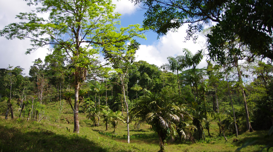 Petite finca de village, 2.2 hectares, Bijagua, Costa Rica - Vue 1