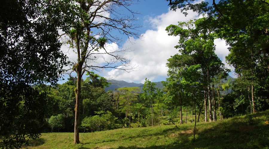 Petite finca de village, 2.2 hectares, Bijagua, Costa Rica - Vue 4