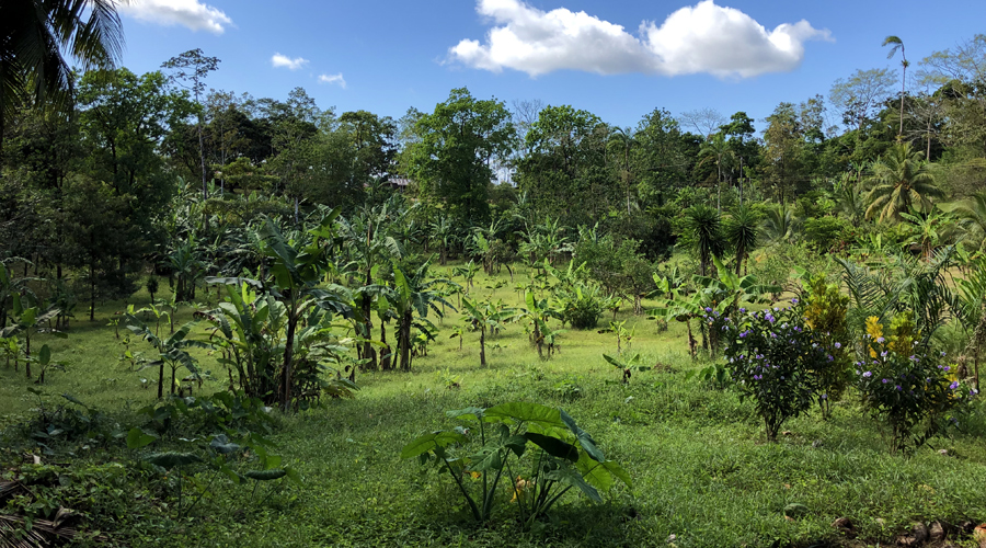 Costa Rica - Bijagua - Finca La Cabaa - Une des bananeraies