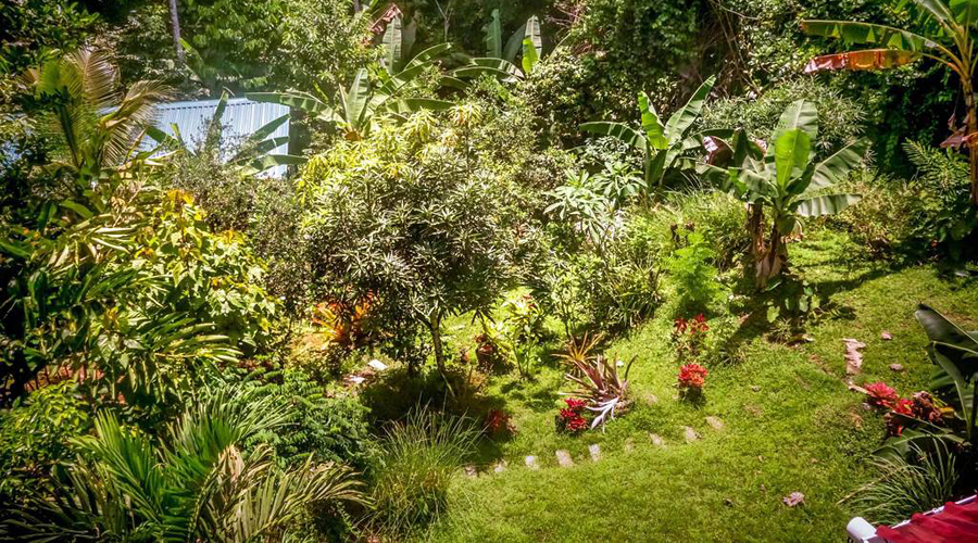 Costa Rica - Carabes - Puerto Viejo - Casa Uva - Le jardin