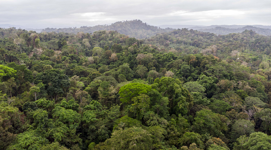 Costa Rica, Province de Limon, Cahuita, Terrain Selva de Lilan - Vue drone - Nord