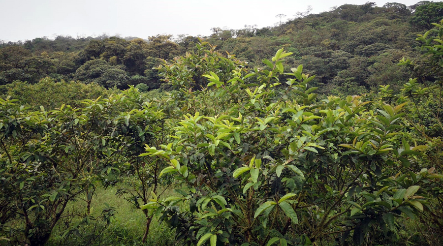 Finca OFF-GRID prs de San Ramon au Costa Rica, 360 hectares de nature !! - Vue 10