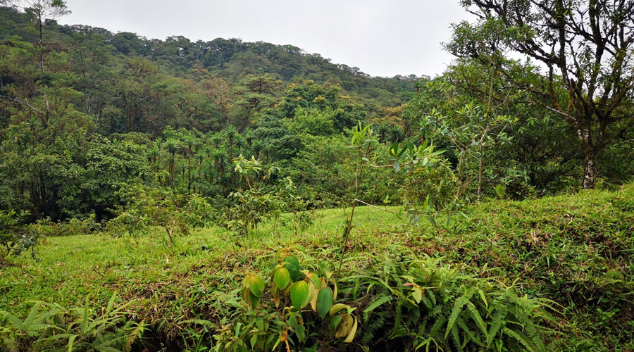 Finca OFF-GRID prs de San Ramon au Costa Rica, 360 hectares de nature !! - Vue 4