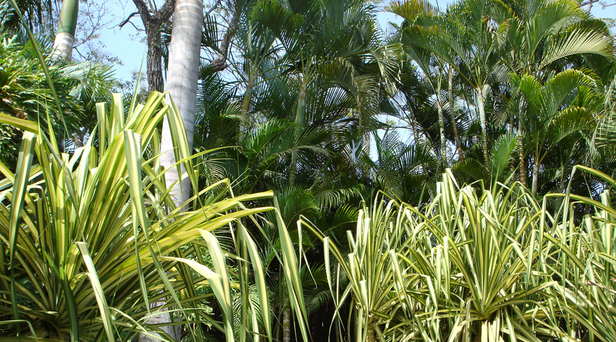 Vue rapproche du jardin tropical luxuriant