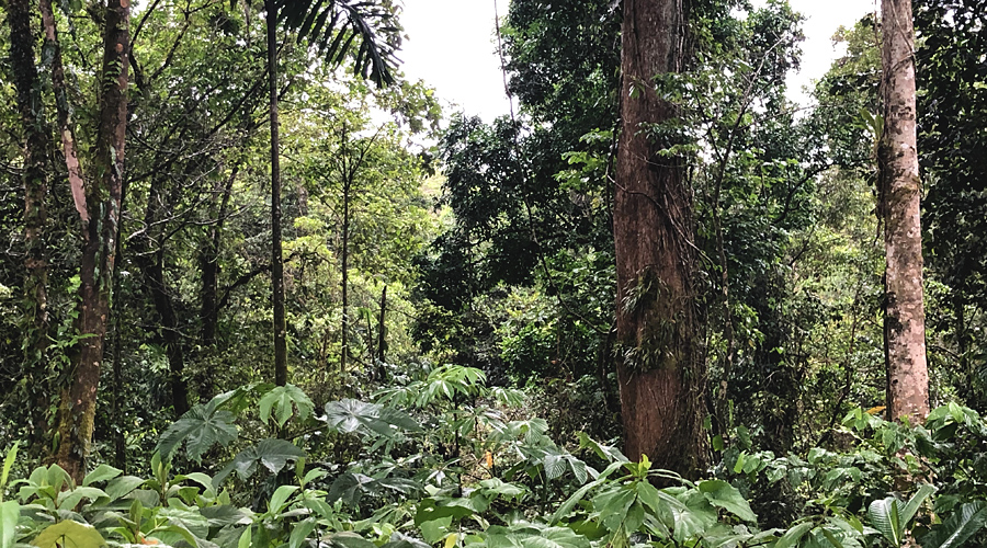 Finca de 22 hectares prs de Bijagua, nord du Costa Rica - Le bosquet primaire