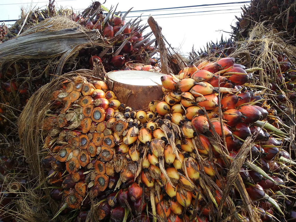 Costa Rica - Le fruit du palmier  huile