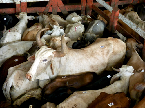 Vente aux enchres, vaches, chevaux, btails, Upala, Alajuela, Costa Rica