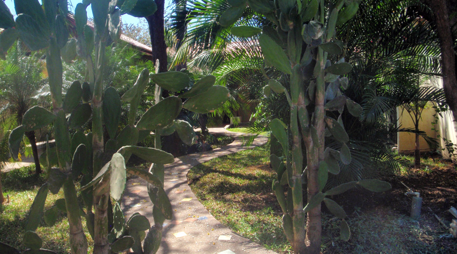 Le jardin tropical peuplé de grand cactus