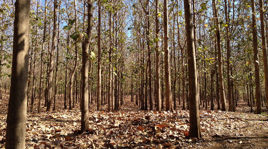 2 hectares de la finca sont réservés à la culture du teck, 2.000 arbres environ