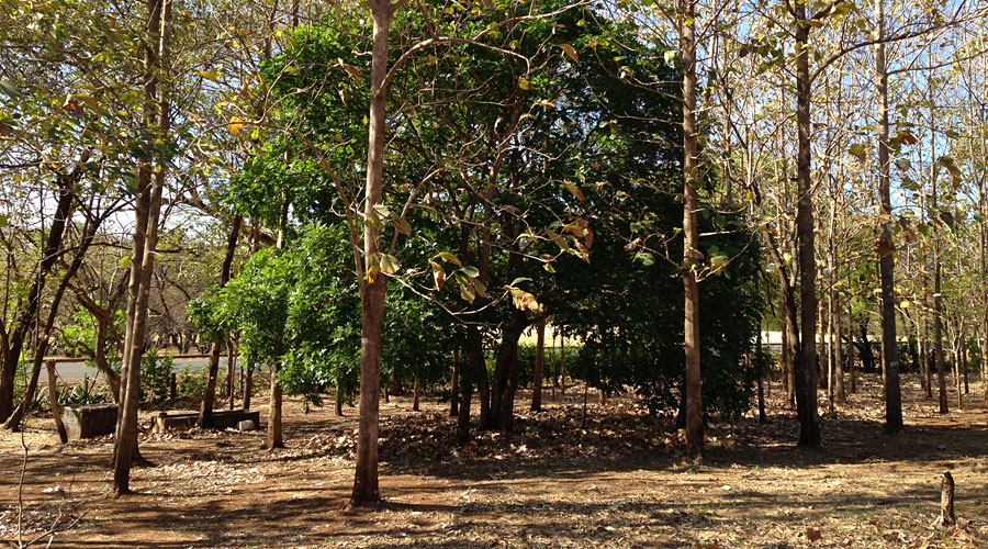 Bois de teck de plantation, bord de route nationale