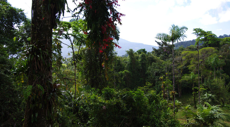 Petite finca de village, 2.2 hectares, Bijagua, Costa Rica - Vue 2