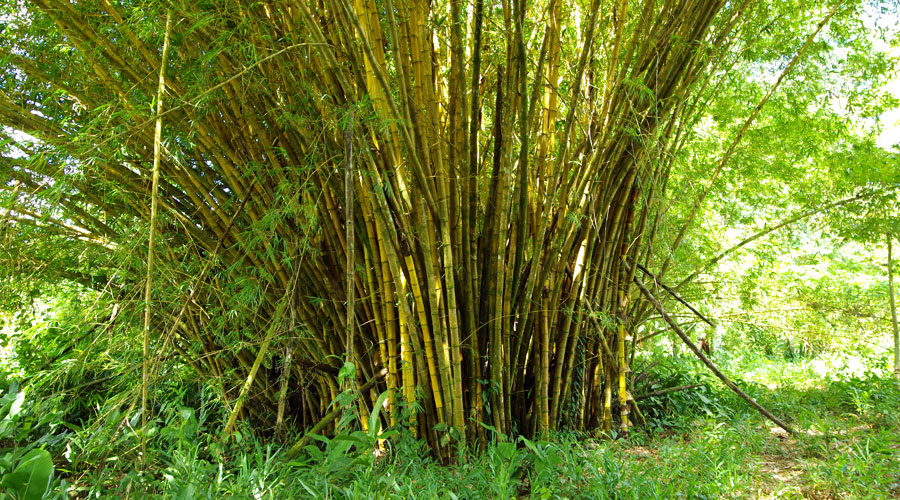 Plusieurs bosquets de bambous gants dans la proprit
