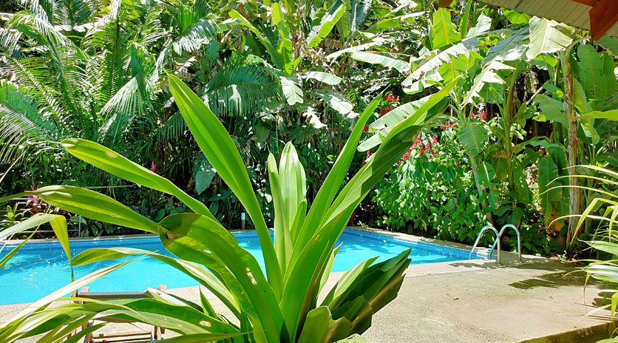 Costa Rica - Caraïbes - Cara 6 + 1 -  La piscine - vue 2