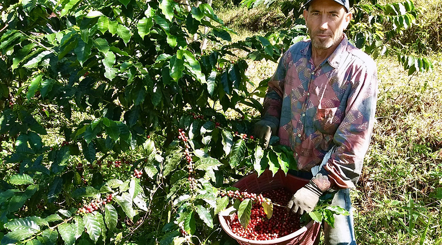 Costa Rica - Sud - Coto - Brus - Finca Caf Organico - Caf - vue 1