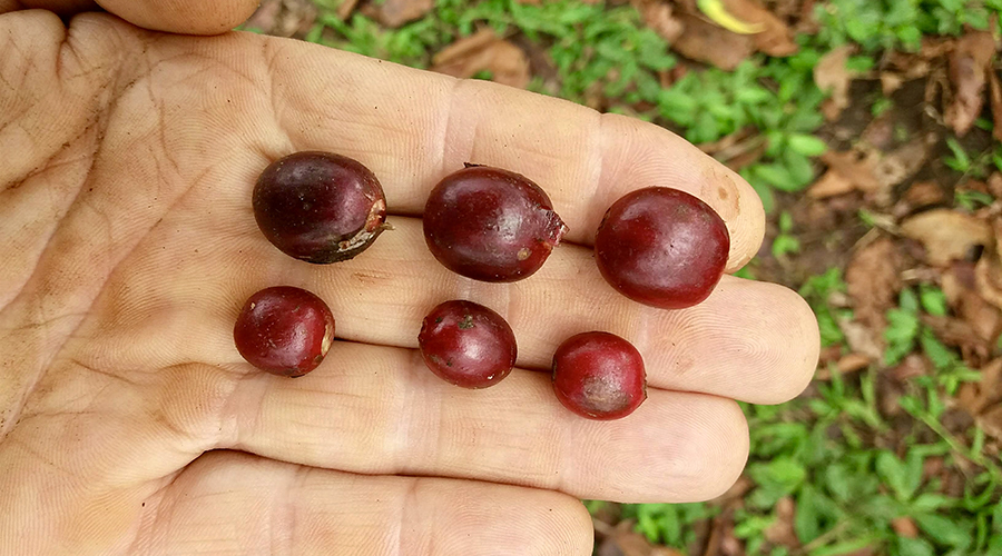 Costa Rica - Sud - Coto - Brus - Finca Caf Organico - Caf - vue 2