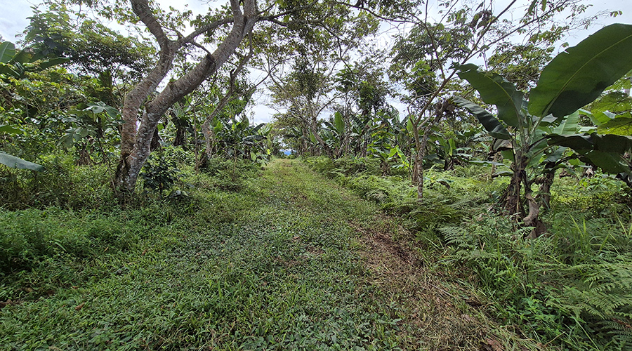 Costa Rica - Sud - Coto - Brus - Finca Caf Organico - Un des chemins de la plantation