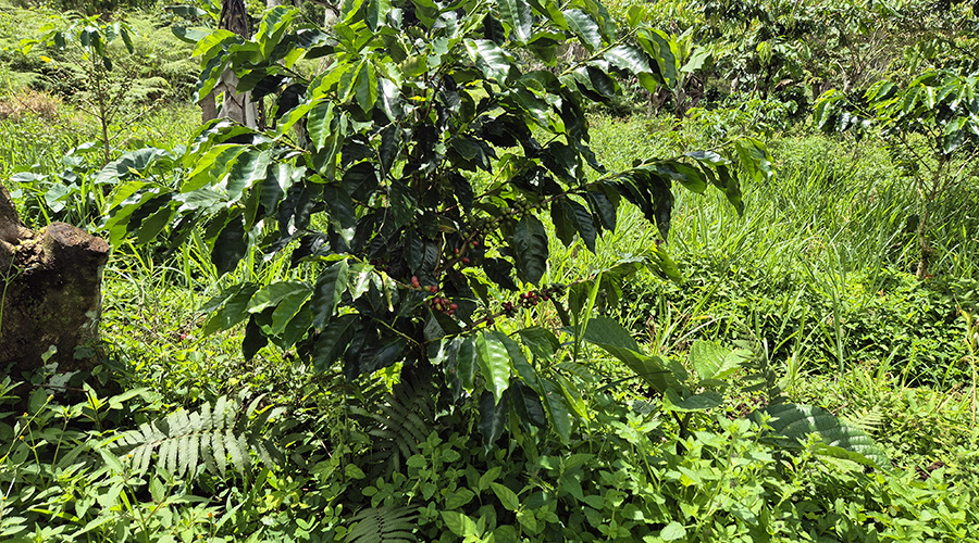Costa Rica - Sud - Coto - Brus - Finca Caf Organico - Plant de caf - vue 1